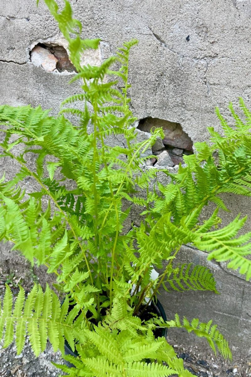 Outdoor Garden |   Athyrium Felix-Femina #1 Garden Outdoor Garden