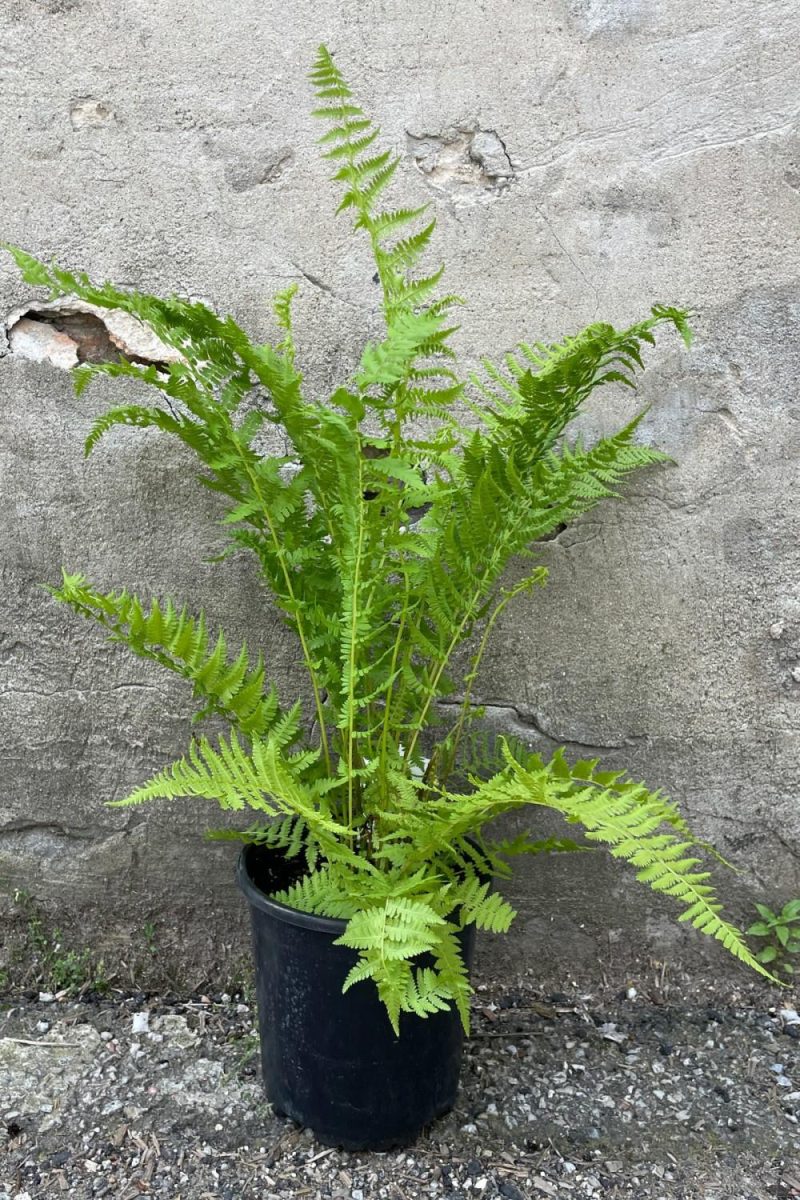 Outdoor Garden |   Athyrium Felix-Femina #1 Garden Outdoor Garden