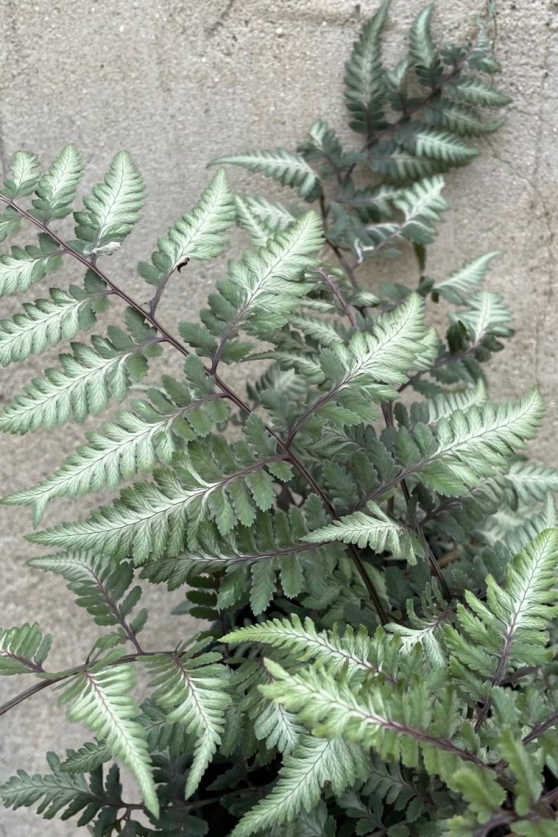 Outdoor Garden |   Athyrium N. Pic ‘Godzilla’ #1 Garden Outdoor Garden