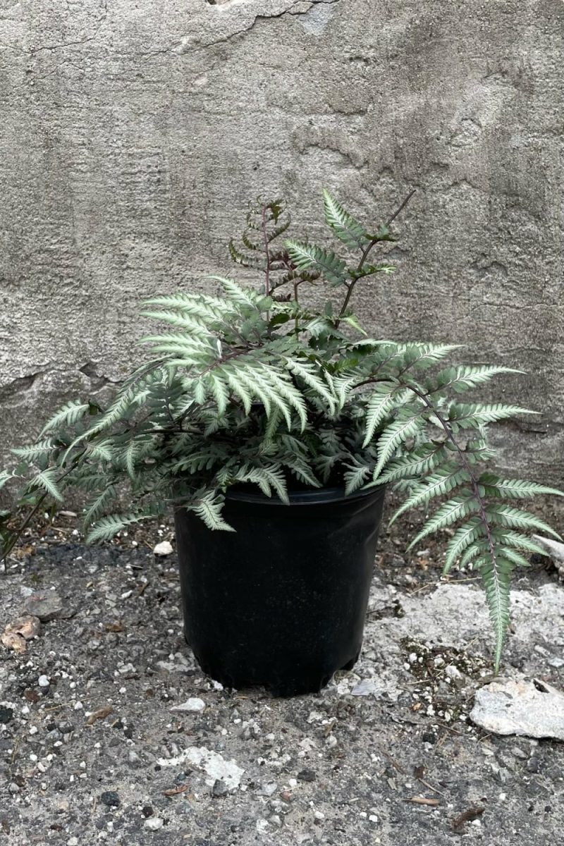 Outdoor Garden |   Athyrium N. Pic ‘Godzilla’ #1 Garden Outdoor Garden