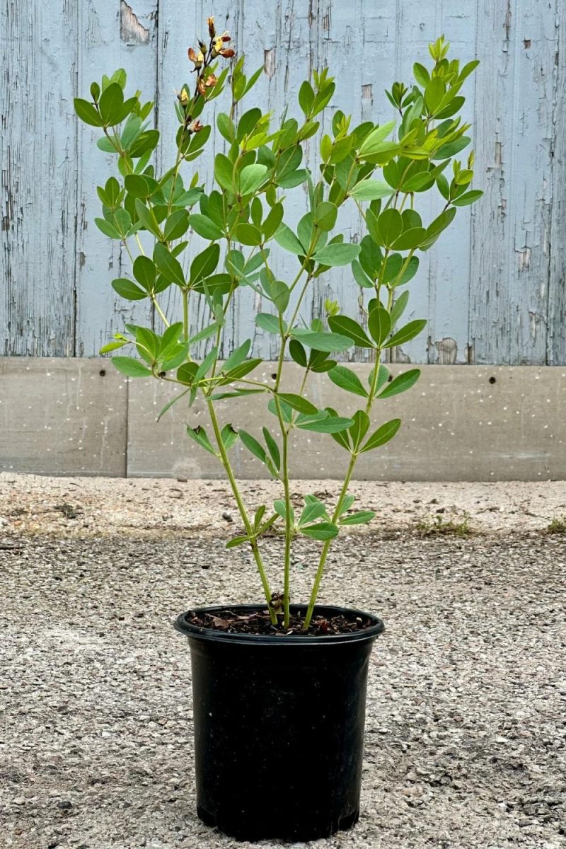 Outdoor Garden |   Baptisia ‘American Goldfinch’ #1 Garden Outdoor Garden