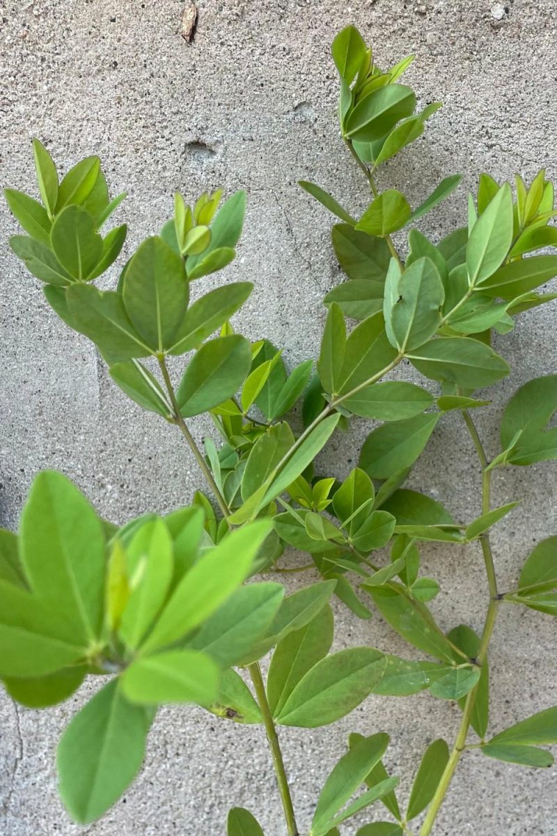 Outdoor Garden |   Baptisia ‘Twilite Prarieblues’ #1 Garden Outdoor Garden