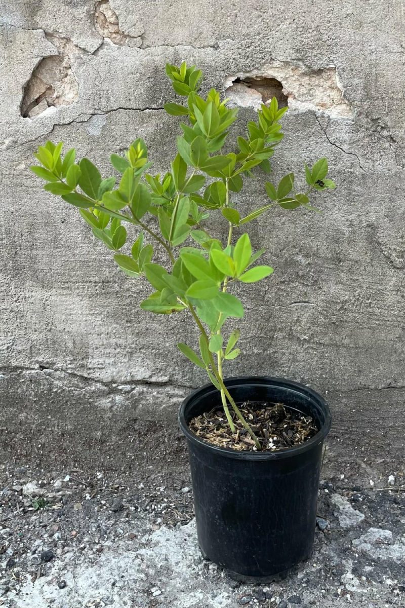 Outdoor Garden |   Baptisia ‘Twilite Prarieblues’ #1 Garden Outdoor Garden