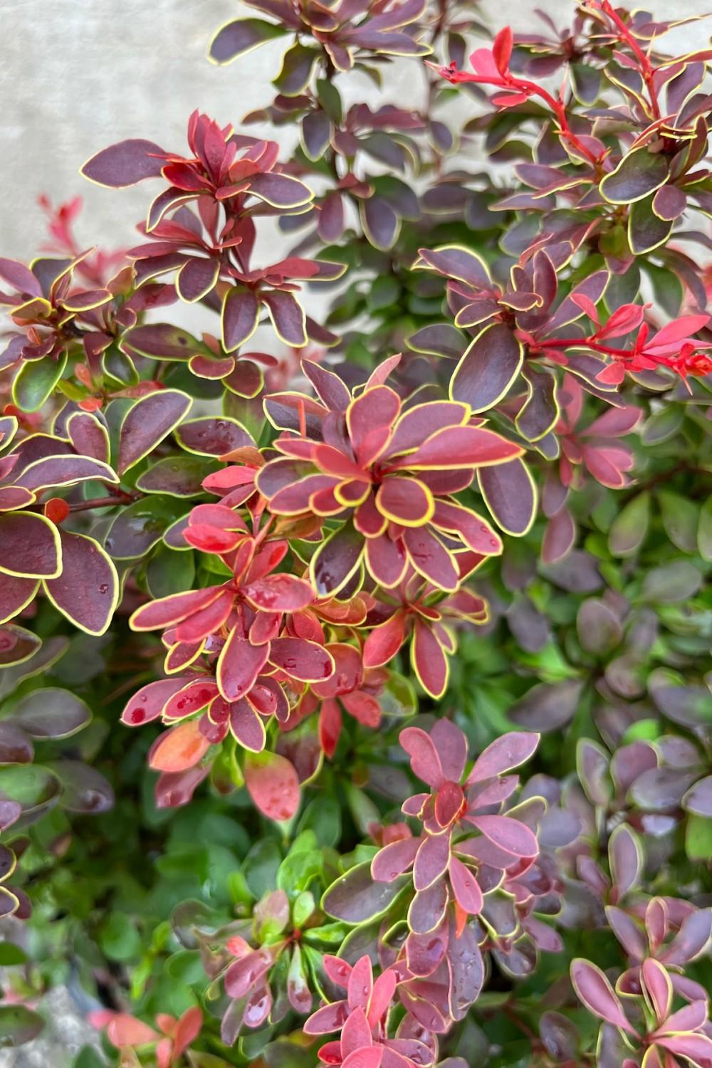 Outdoor Garden |   Berberis Thunbergii ‘Admiration’ #2 Garden Outdoor Garden