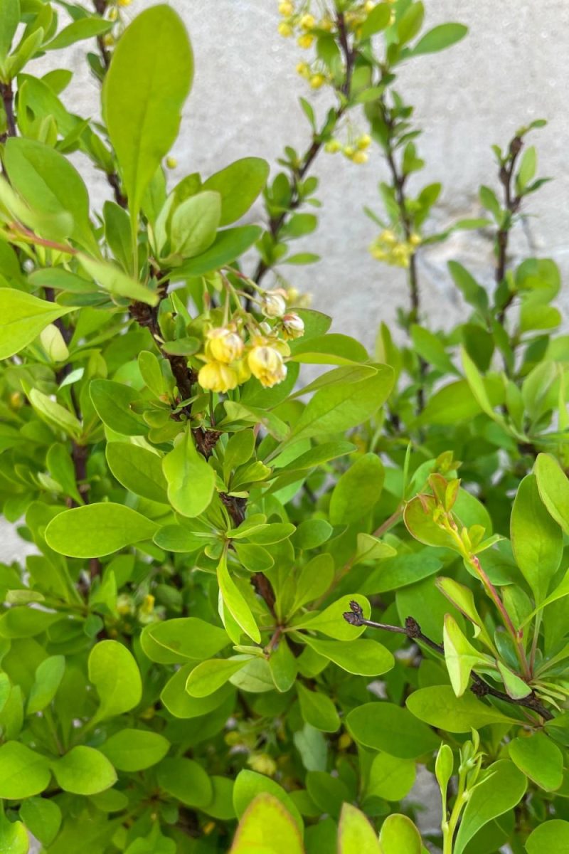 Outdoor Garden |   Berberis Thunbergii ‘Limoncello’ #2 Garden Outdoor Garden