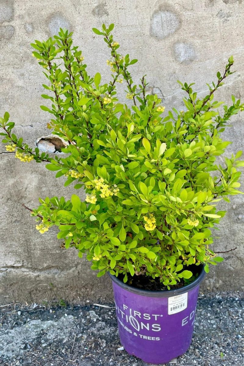 Outdoor Garden |   Berberis Thunbergii ‘Limoncello’ #2 Garden Outdoor Garden