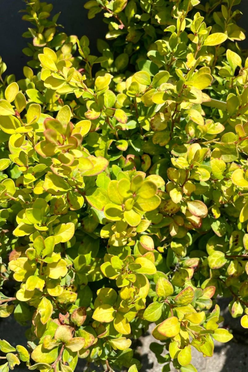 Outdoor Garden |   Berberis Thunbergii ‘Limoncello’ #2 Garden Outdoor Garden