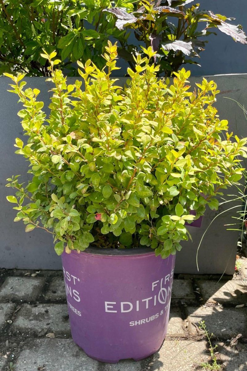 Outdoor Garden |   Berberis Thunbergii ‘Limoncello’ #2 Garden Outdoor Garden