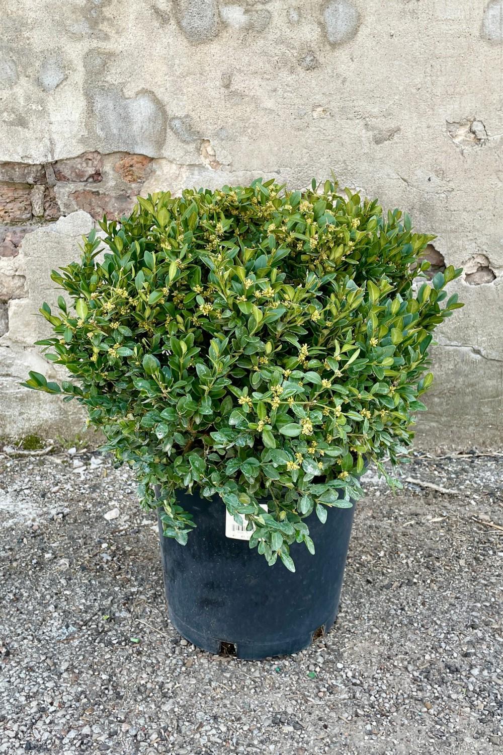 Outdoor Garden |   Buxus ‘Green Velvet’ #5 Garden Outdoor Garden