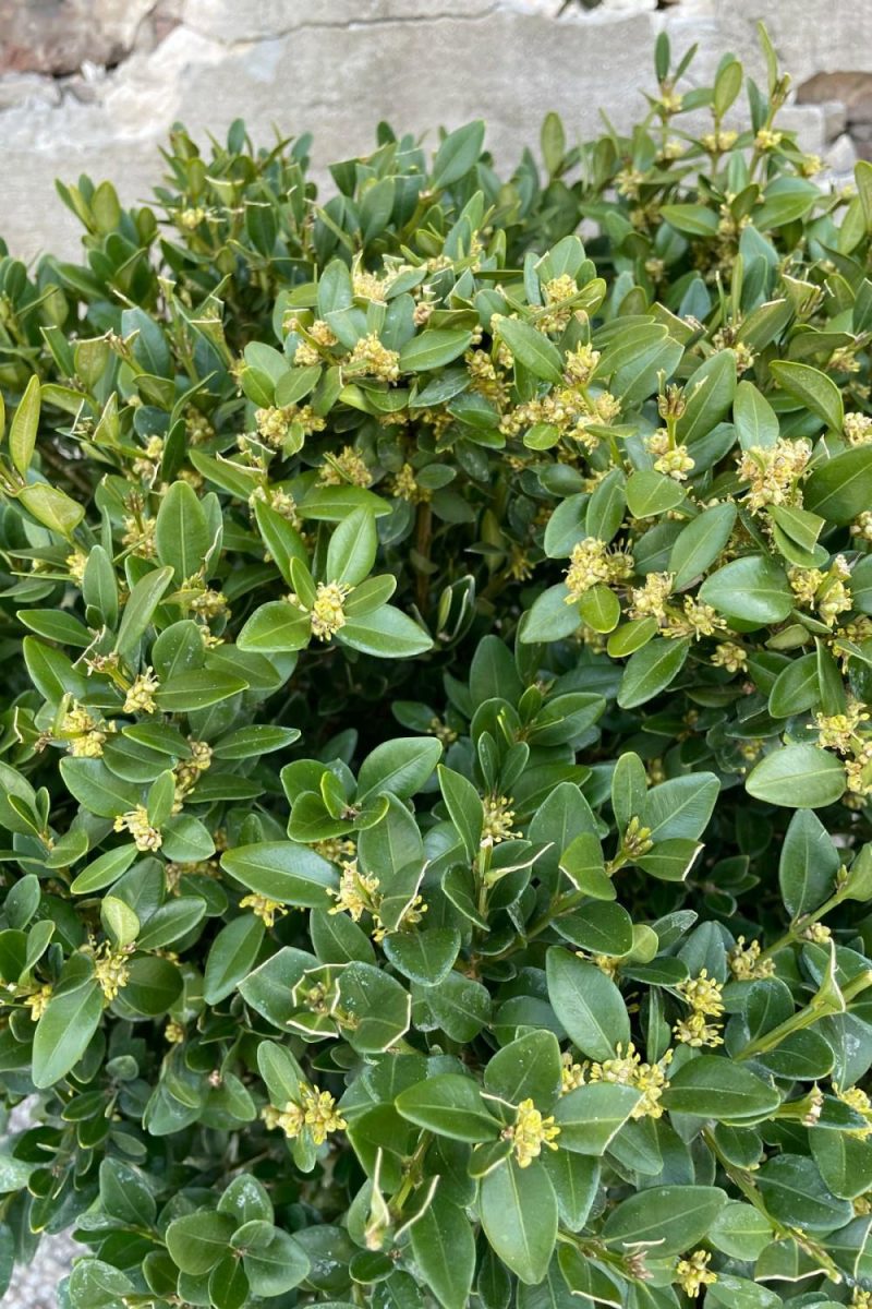 Outdoor Garden |   Buxus ‘Green Velvet’ #5 Garden Outdoor Garden