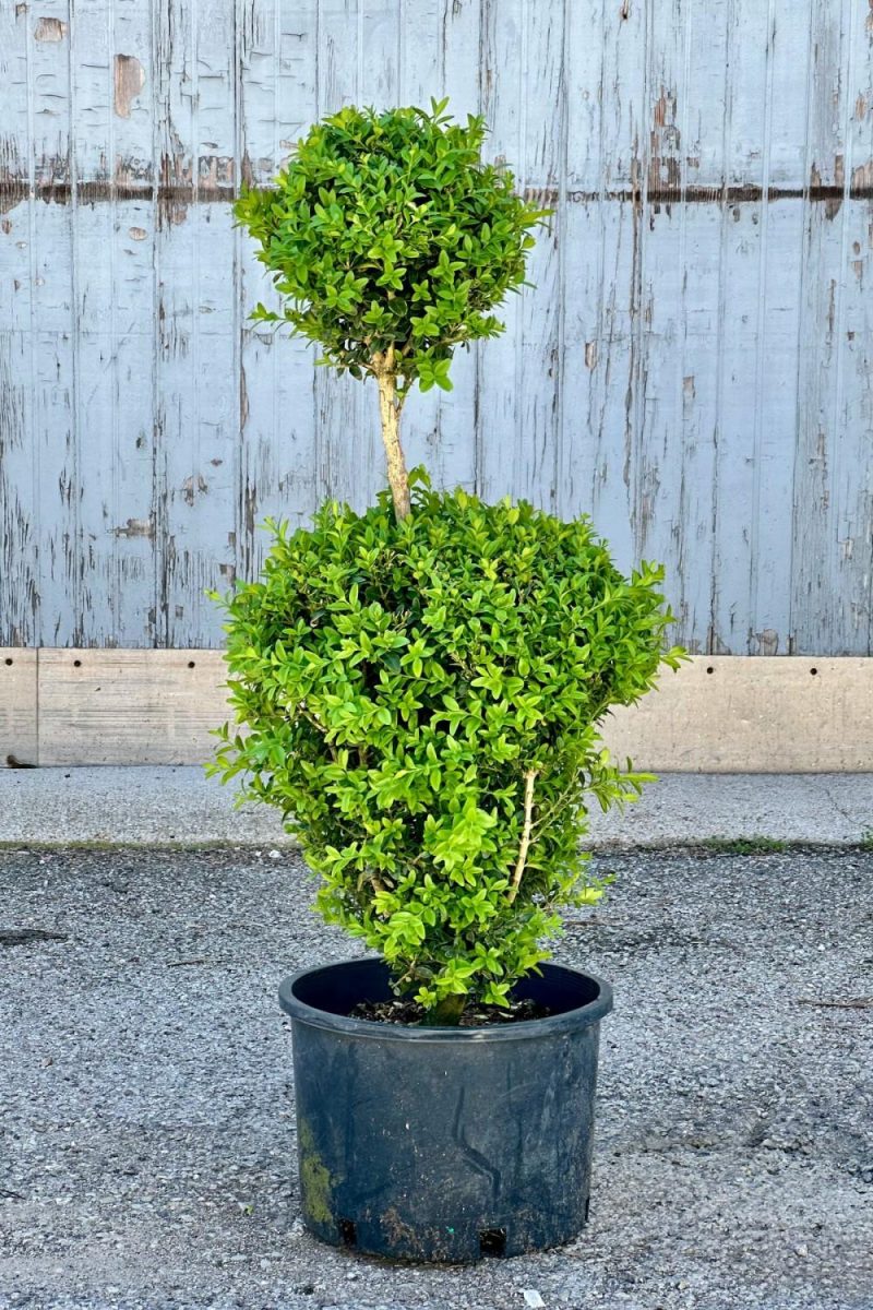 Outdoor Garden |   Buxus S. “Two Ball Poodle” #7 Garden Outdoor Garden