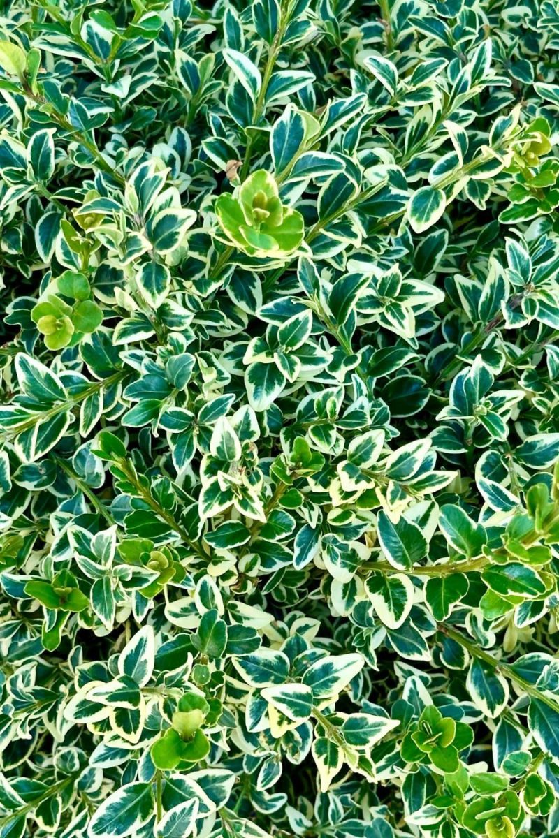 Outdoor Garden |   Buxus Sempervirens ‘Variegata’ #6 Garden Outdoor Garden