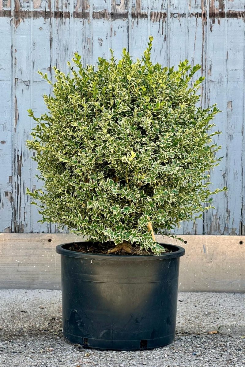 Outdoor Garden |   Buxus Sempervirens ‘Variegata’ #6 Garden Outdoor Garden