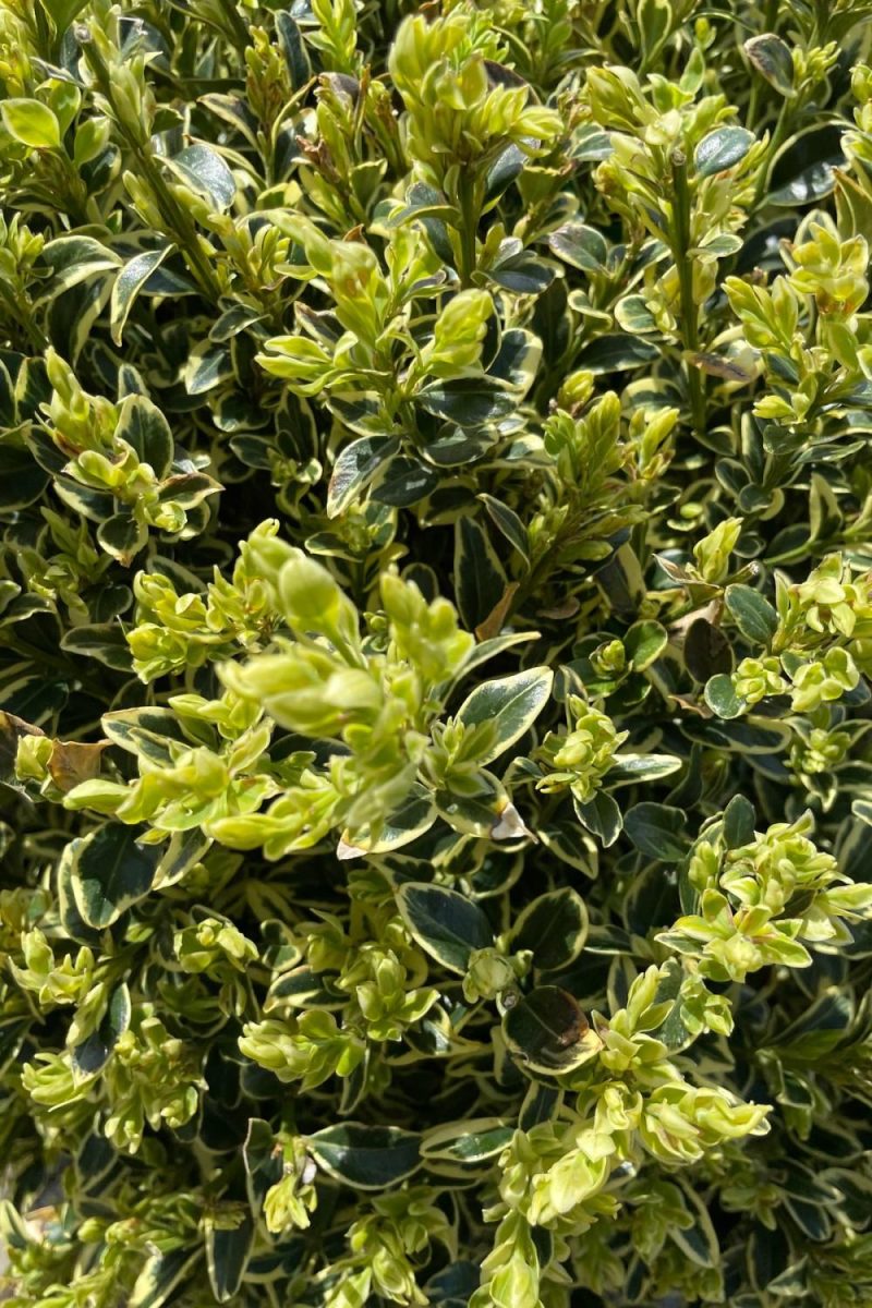 Outdoor Garden |   Buxus Sempervirens ‘Variegata’ #6 Garden Outdoor Garden