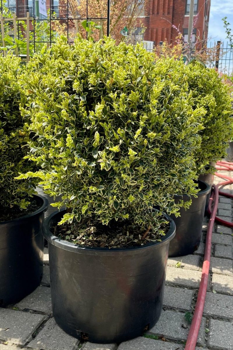 Outdoor Garden |   Buxus Sempervirens ‘Variegata’ #6 Garden Outdoor Garden