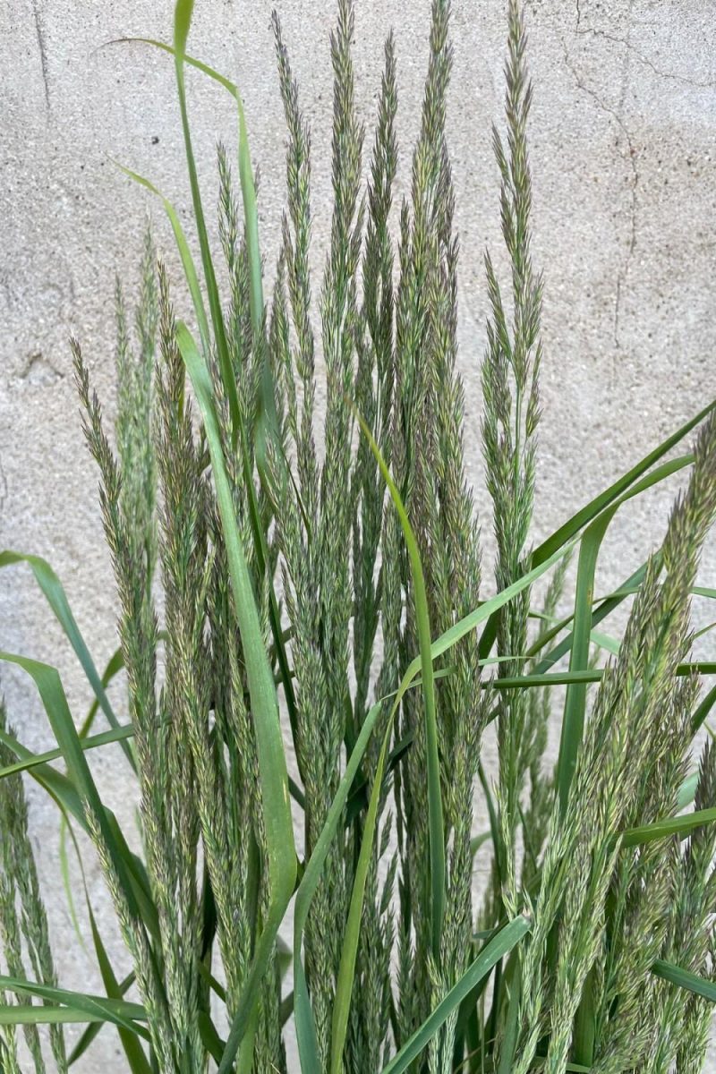 Outdoor Garden |   Calamagrostis A. ‘Karl Foerster’ #3 Garden Outdoor Garden