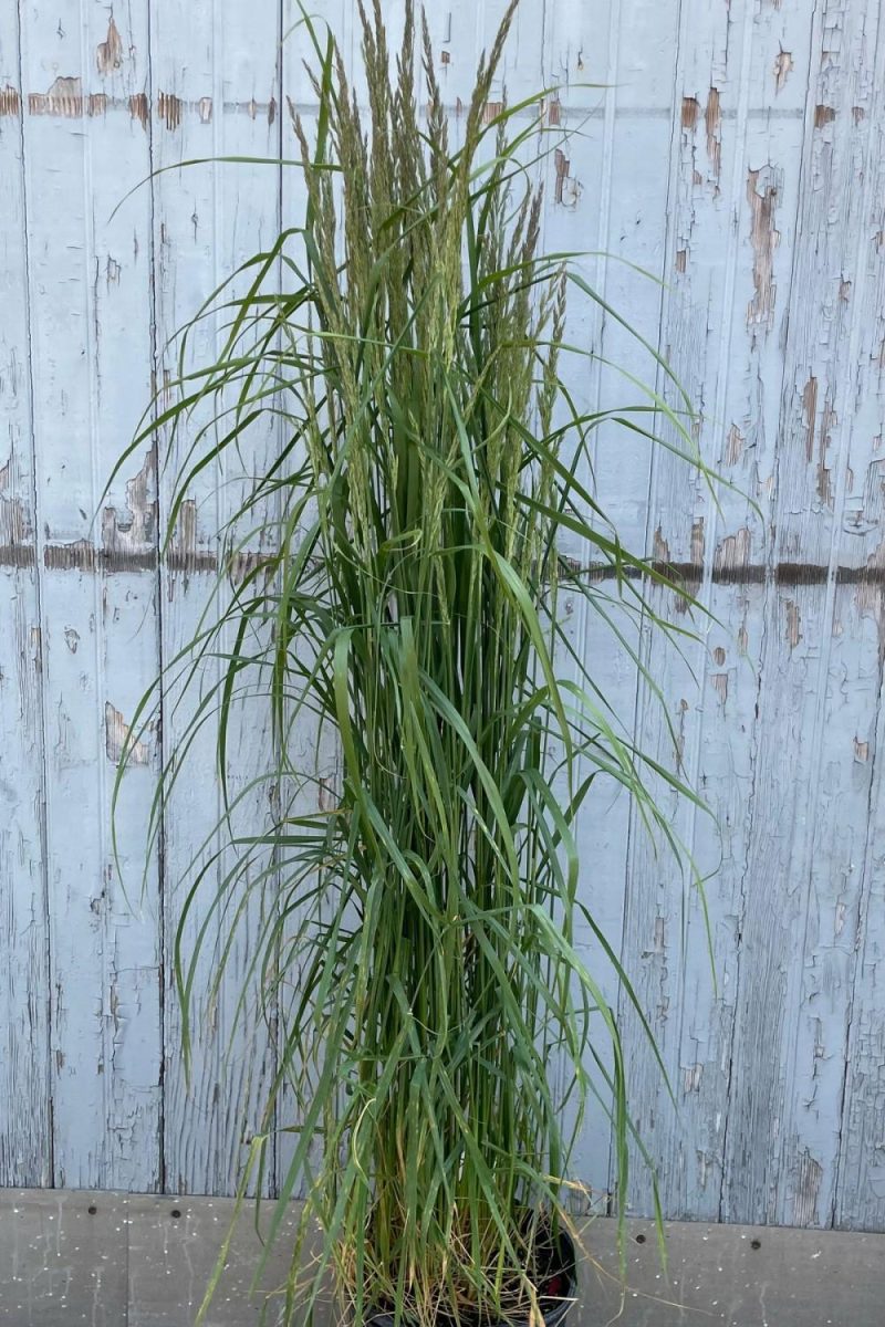 Outdoor Garden |   Calamagrostis A. ‘Karl Foerster’ #3 Garden Outdoor Garden