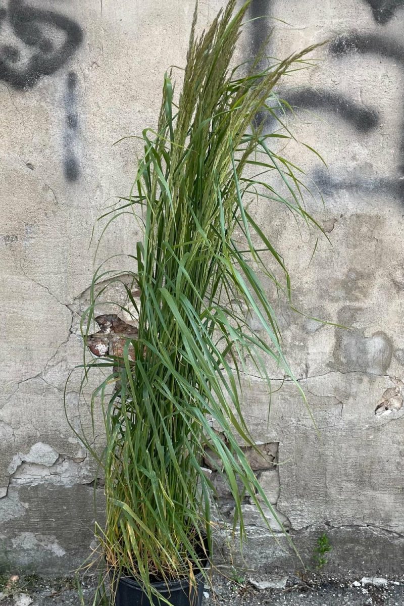 Outdoor Garden |   Calamagrostis A. ‘Karl Foerster’ #3 Garden Outdoor Garden