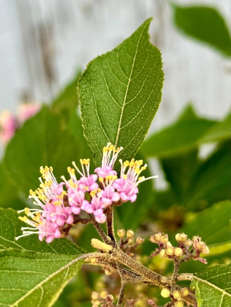 Outdoor Garden |   Callicarpa Bodinieri ‘Profusion’ #3 Garden Outdoor Garden