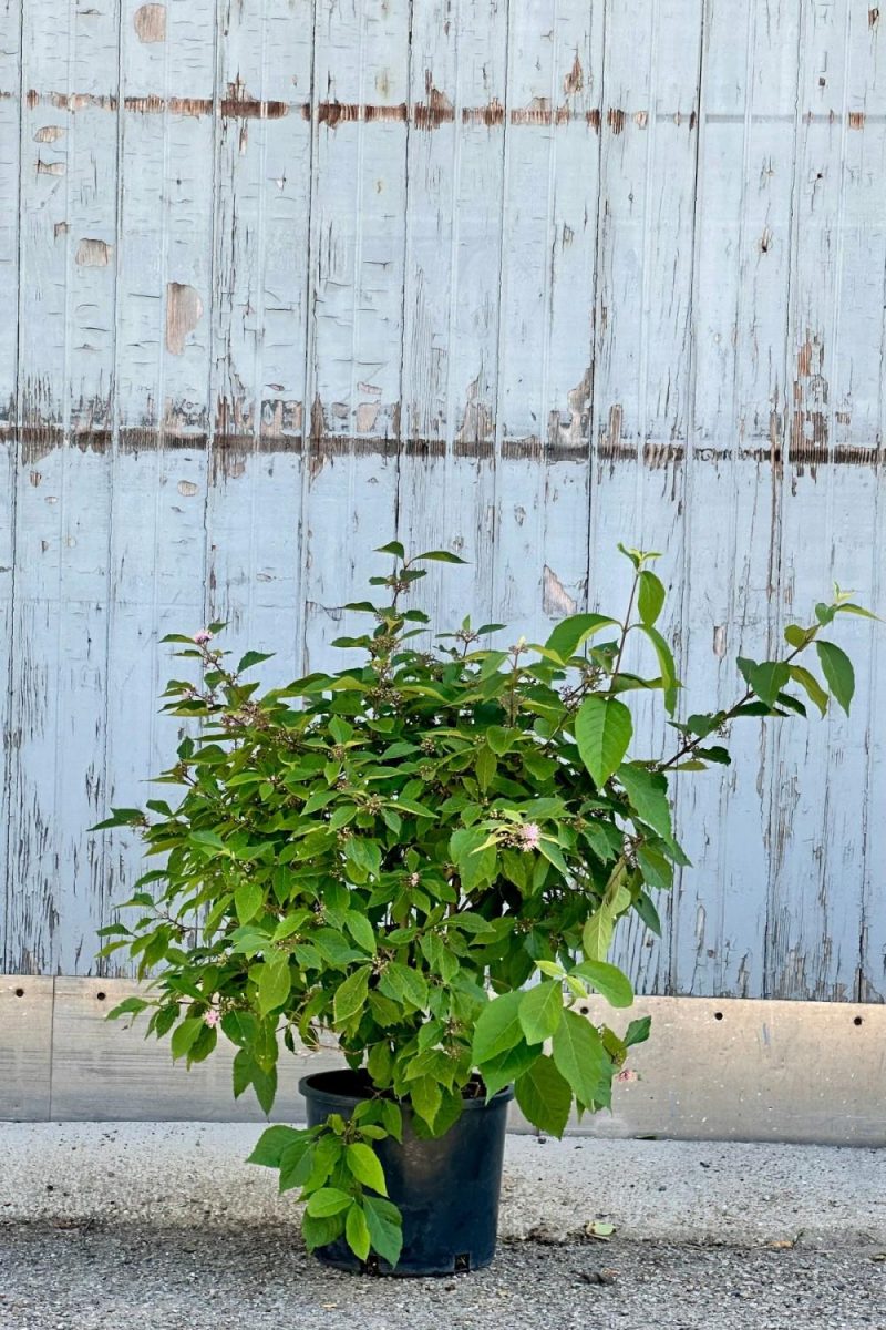 Outdoor Garden |   Callicarpa Bodinieri ‘Profusion’ #3 Garden Outdoor Garden