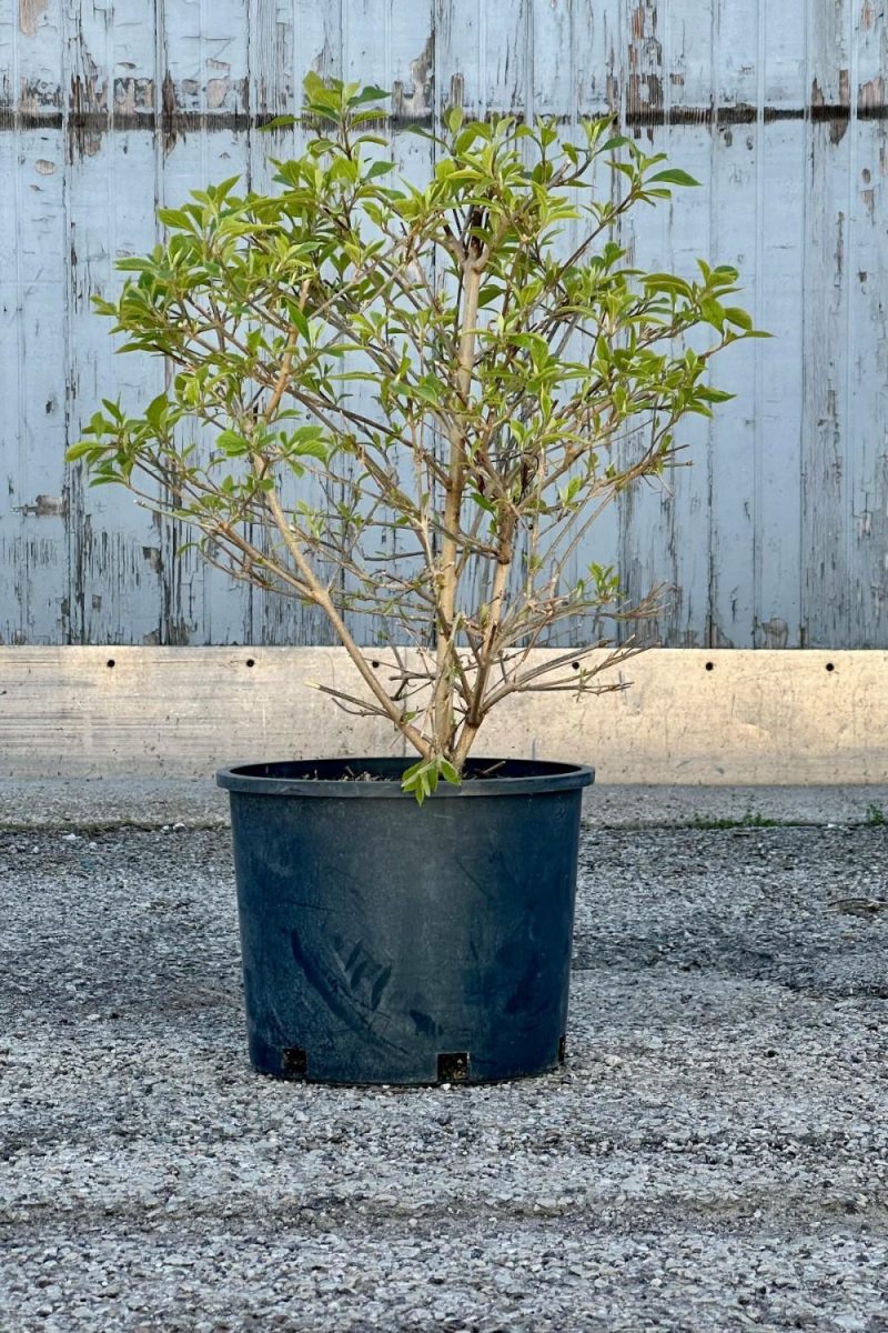 Outdoor Garden |   Callicarpa Bodinieri ‘Profusion’ #3 Garden Outdoor Garden