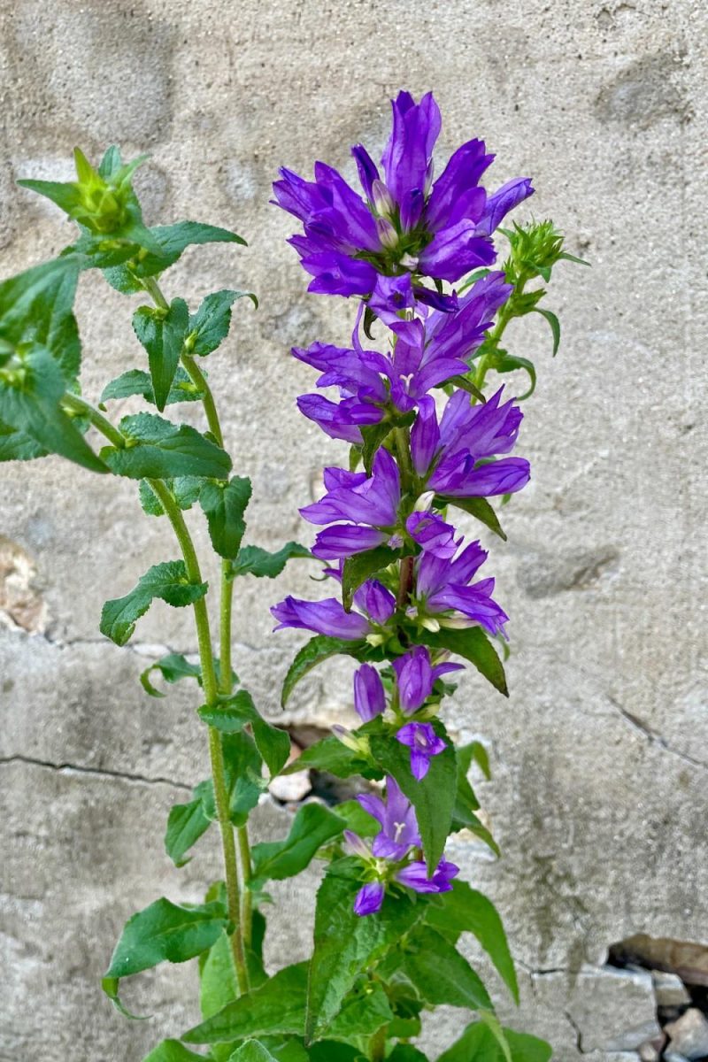 Outdoor Garden |   Campanula G. ‘superba’ #1 Garden Outdoor Garden