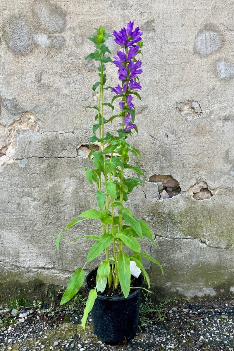 Outdoor Garden |   Campanula G. ‘superba’ #1 Garden Outdoor Garden