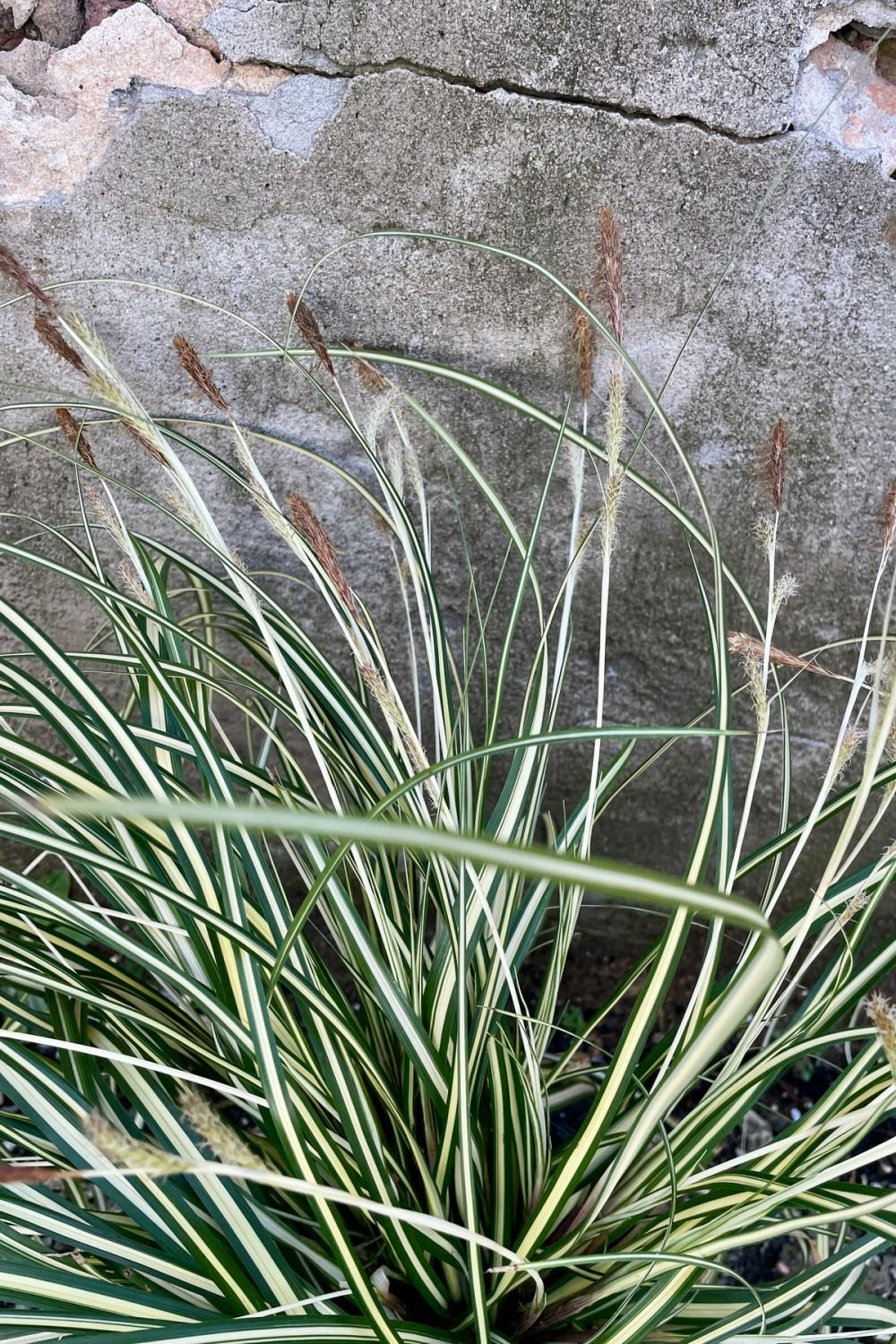 Outdoor Garden |   Carex O. ‘Ice Cream’ #1 Garden Outdoor Garden