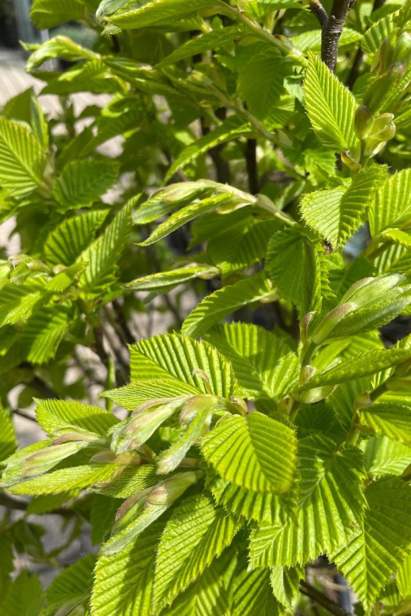 Outdoor Garden |   Carpinus Betulus ‘Columnaris Nana’ #6 Garden Outdoor Garden