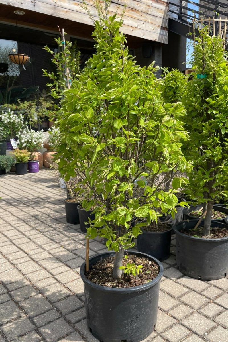 Outdoor Garden |   Carpinus Betulus ‘Columnaris Nana’ #6 Garden Outdoor Garden