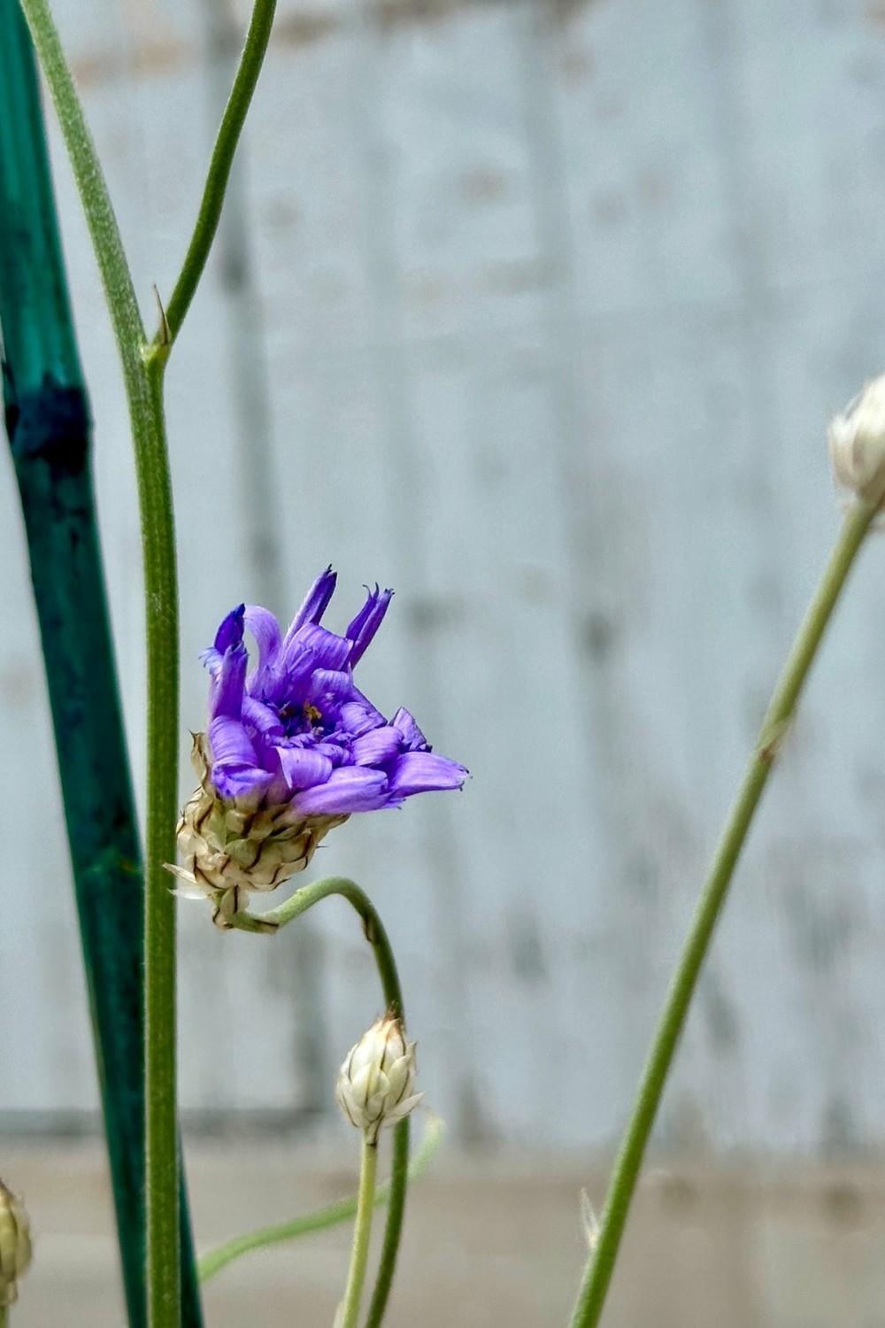 Outdoor Garden |   Catananche Caerulea 4″ Garden Outdoor Garden