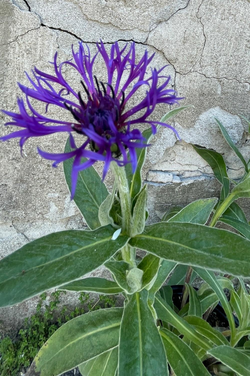 Outdoor Garden |   Centaurea Montana ‘Blue’ #1 Garden Outdoor Garden