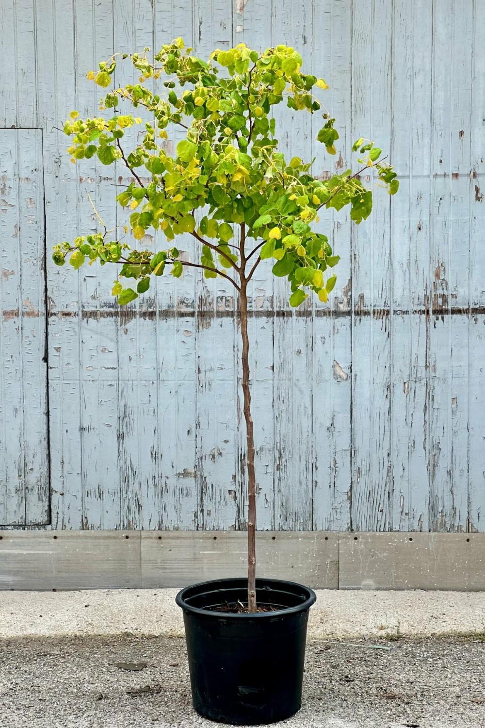 Outdoor Garden |   Cercis Canadensis ‘Rising Sun’ #7 Garden Outdoor Garden