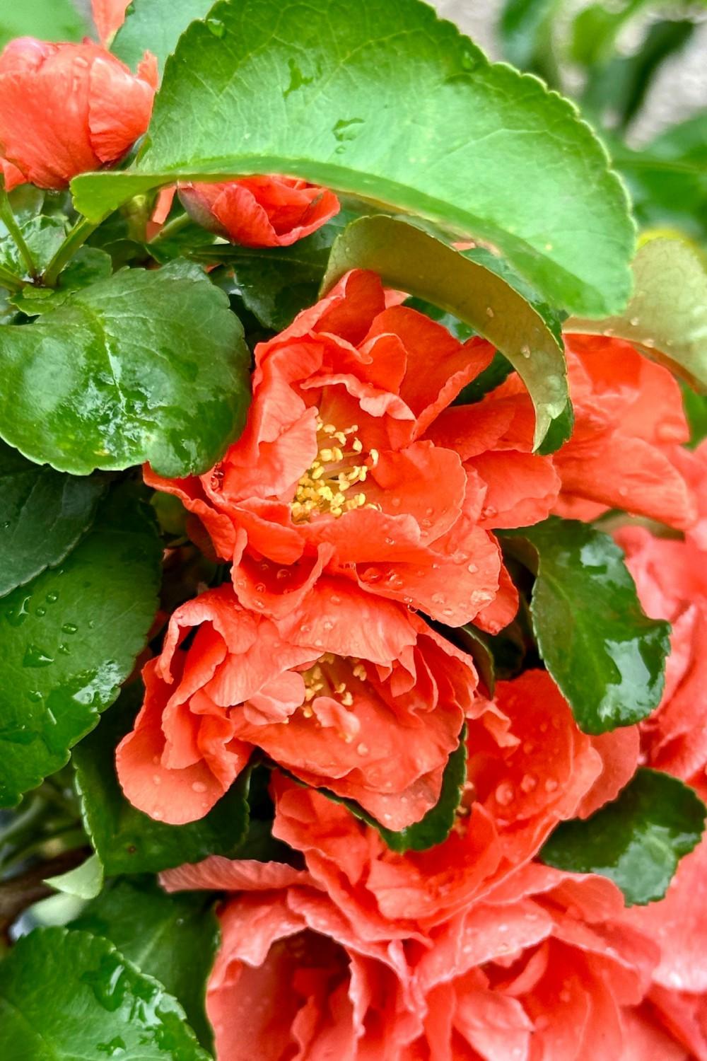 Outdoor Garden |   Chaenomeles ‘Peach Double Take’  #3 Garden Outdoor Garden