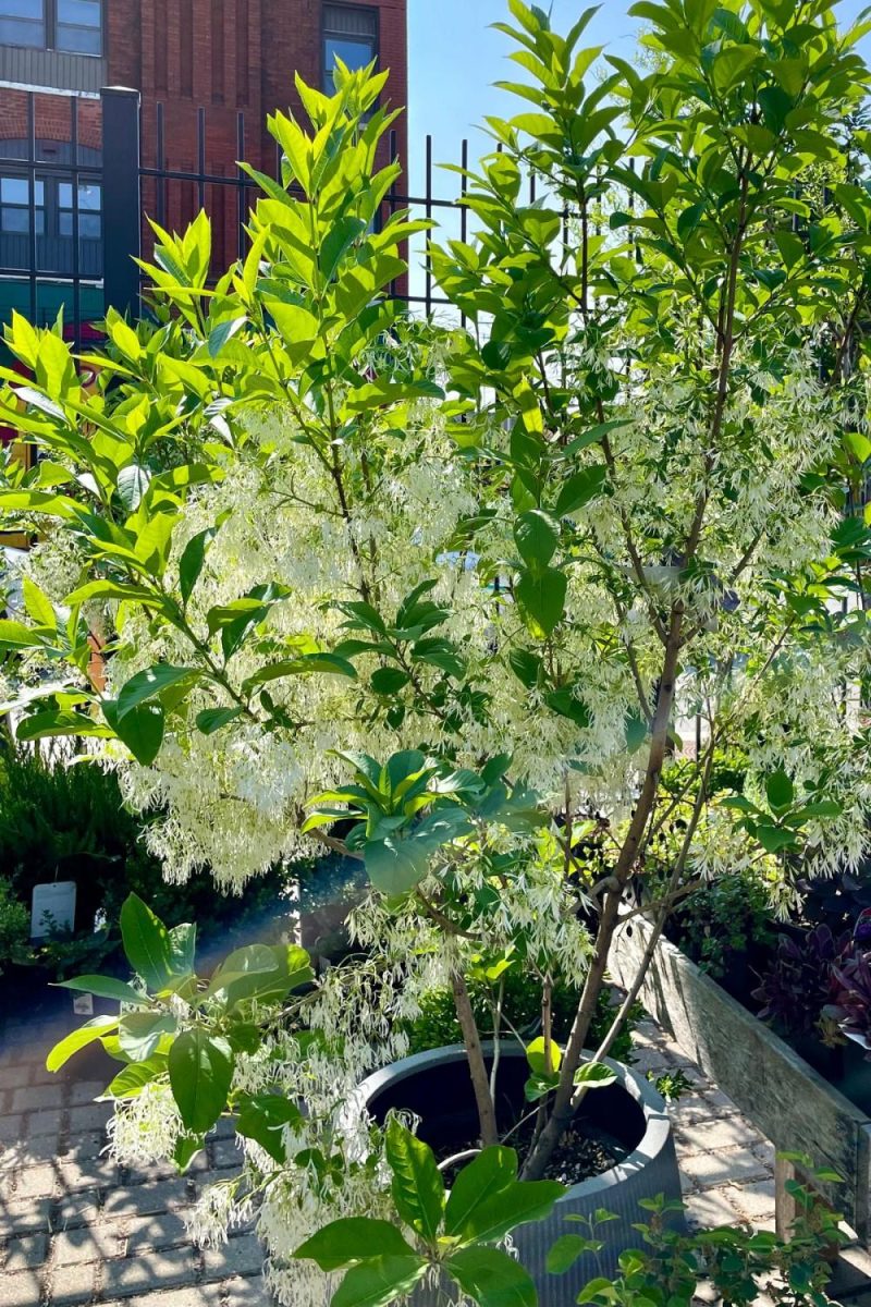 Outdoor Garden |   Chionanthus Virginicus Clump #10 Garden Outdoor Garden