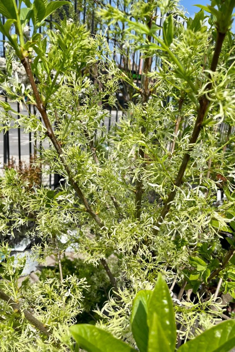 Outdoor Garden |   Chionanthus Virginicus Clump #10 Garden Outdoor Garden