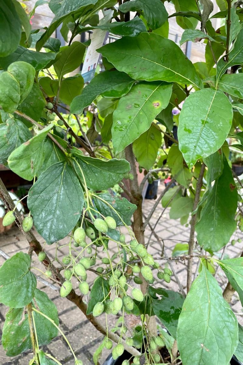 Outdoor Garden |   Chionanthus Virginicus Clump #10 Garden Outdoor Garden