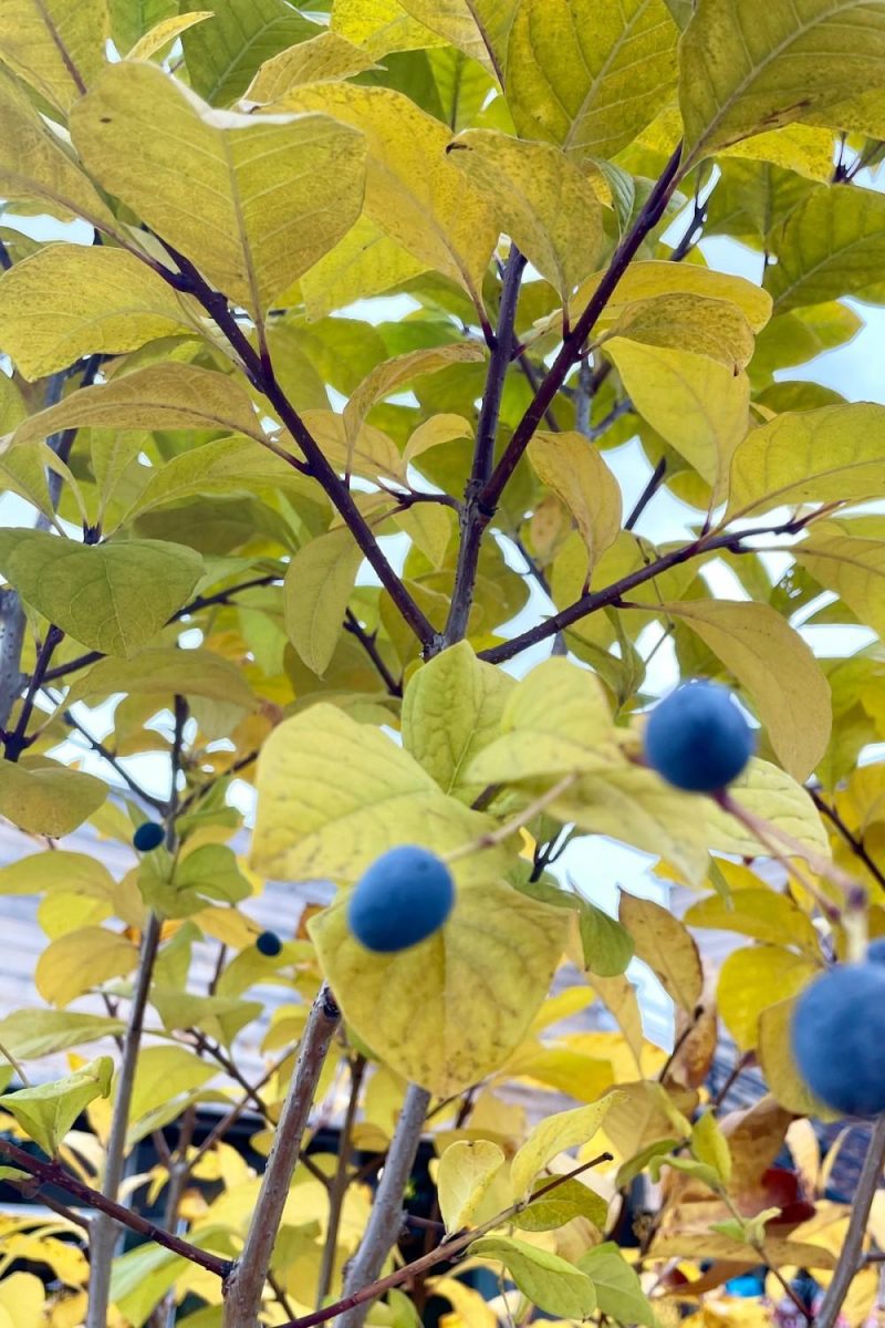 Outdoor Garden |   Chionanthus Virginicus Clump #10 Garden Outdoor Garden