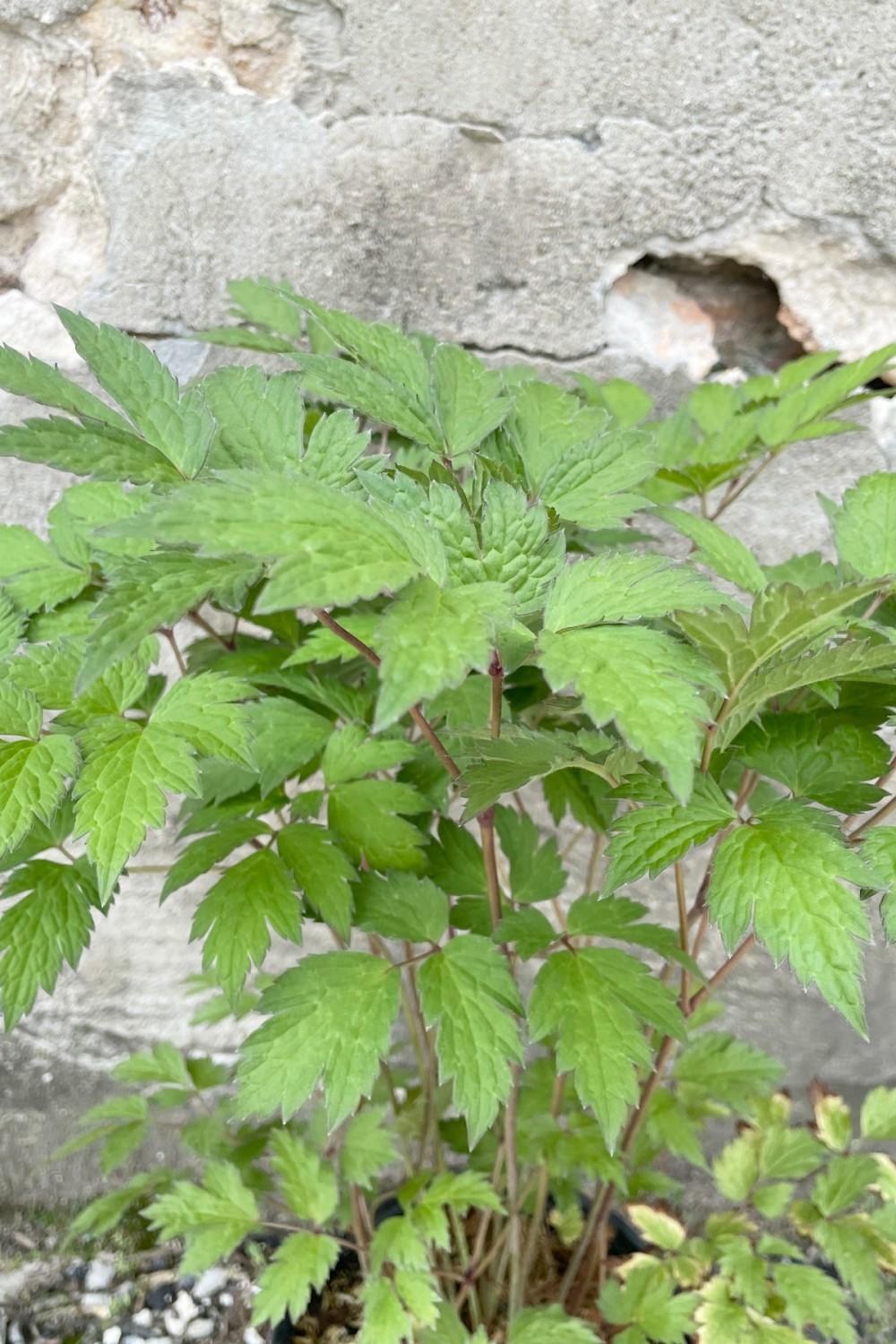 Outdoor Garden |   Cimicifuga Racemosa ‘Atropurpurea’ #1 Garden Outdoor Garden