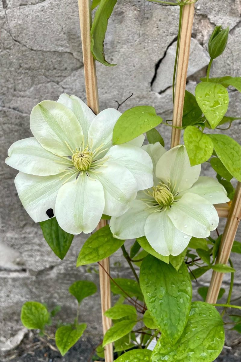 Outdoor Garden |   Clematis ‘Guernsey Cream’ #1 Garden Outdoor Garden