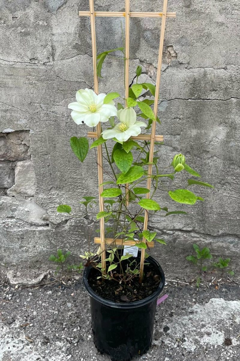 Outdoor Garden |   Clematis ‘Guernsey Cream’ #1 Garden Outdoor Garden