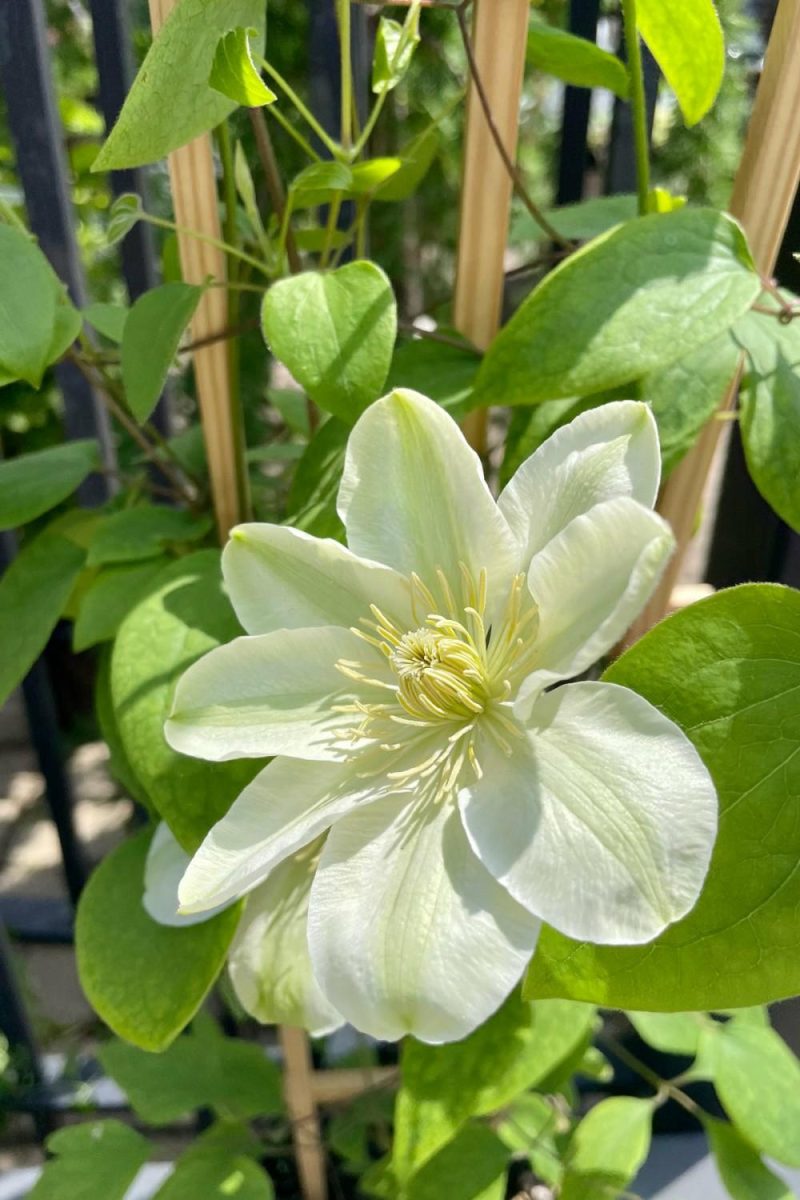 Outdoor Garden |   Clematis ‘Guernsey Cream’ #1 Garden Outdoor Garden