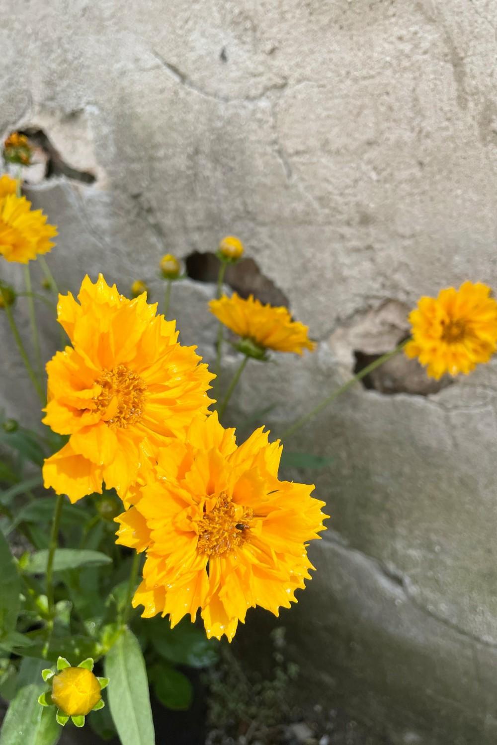 Outdoor Garden |   Coreopsis ‘Jethro Tull’ #1 Garden Outdoor Garden