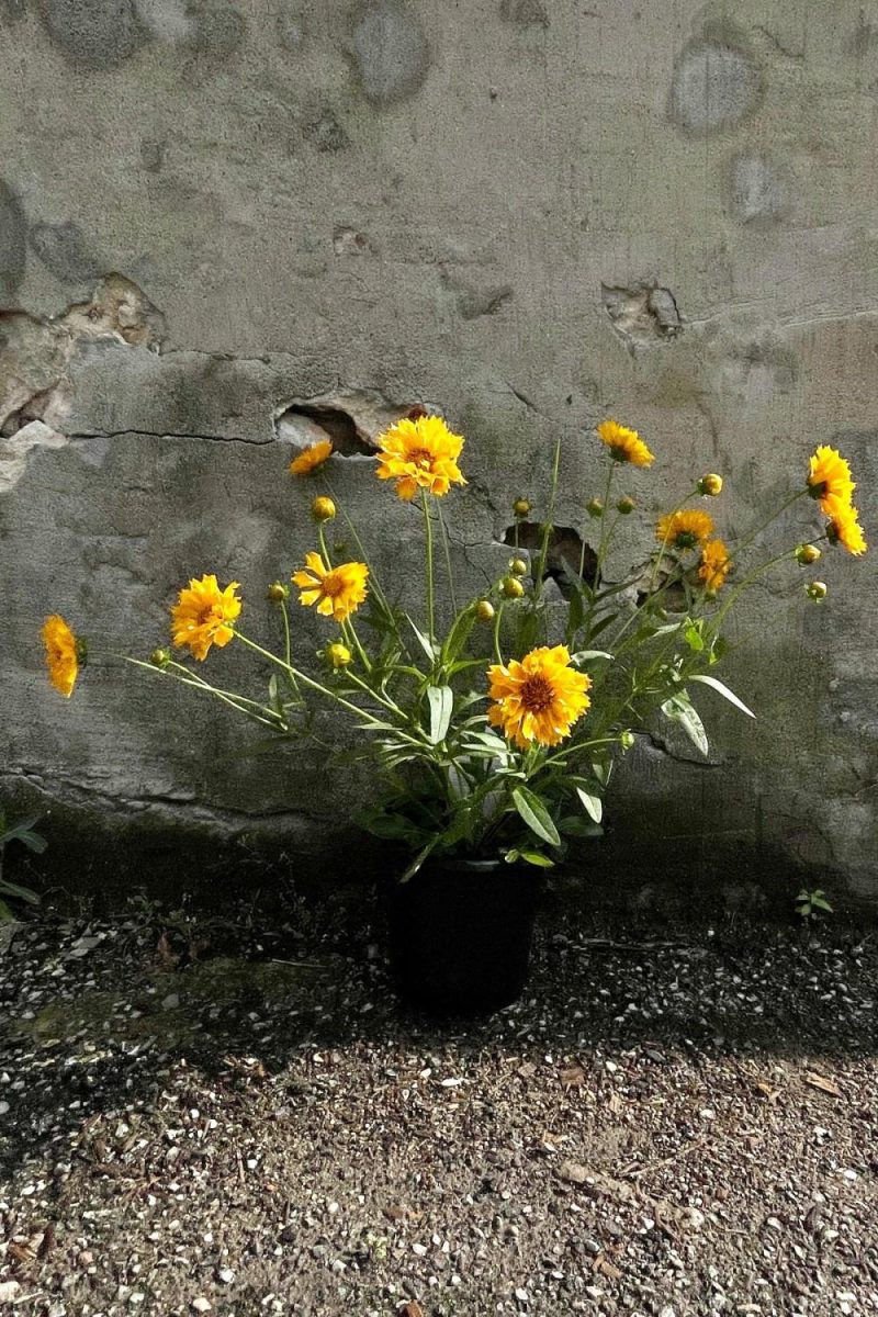 Outdoor Garden |   Coreopsis ‘Jethro Tull’ #1 Garden Outdoor Garden