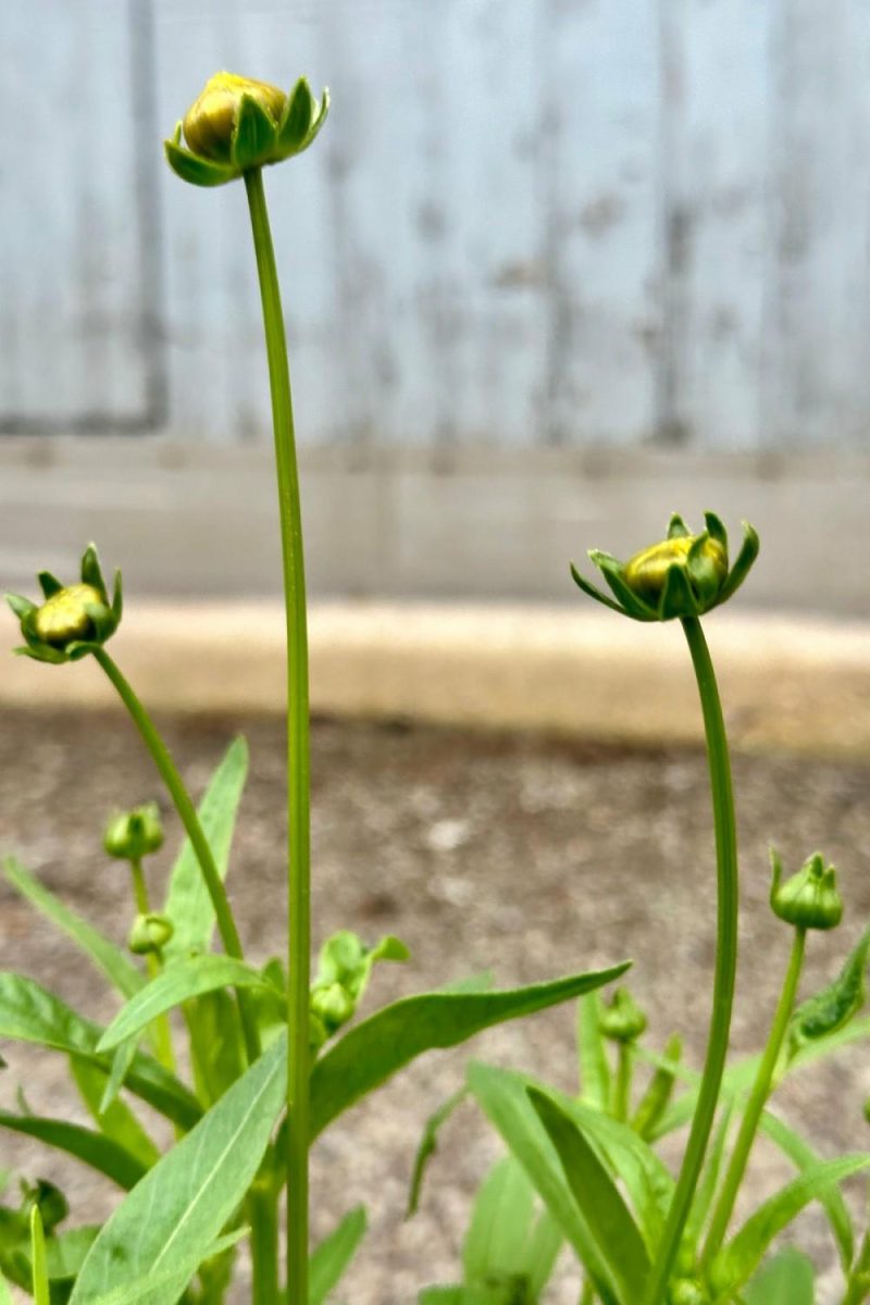 Outdoor Garden |   Coreopsis ‘Jethro Tull’ #1 Garden Outdoor Garden