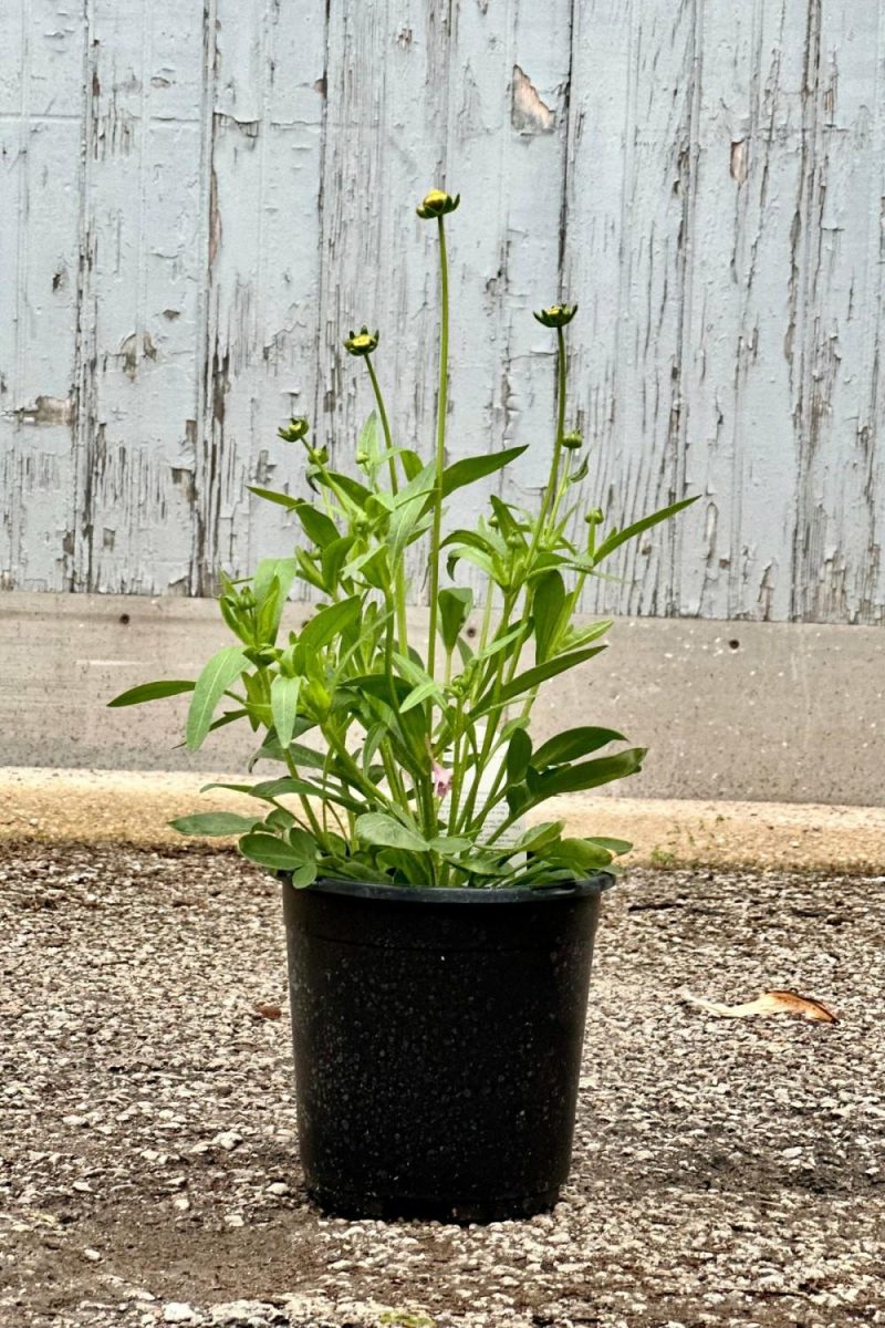 Outdoor Garden |   Coreopsis ‘Jethro Tull’ #1 Garden Outdoor Garden