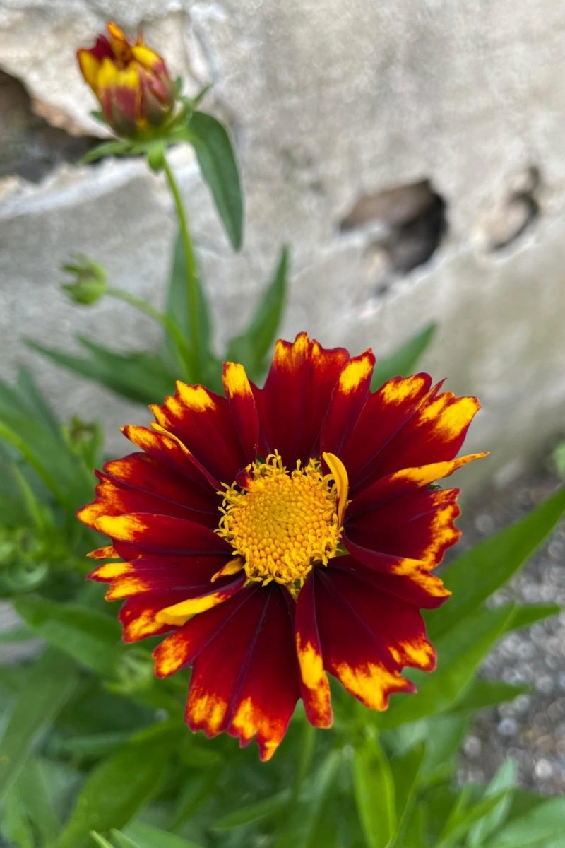 Outdoor Garden |   Coreopsis ‘Uptick Red’ #1 Garden Outdoor Garden