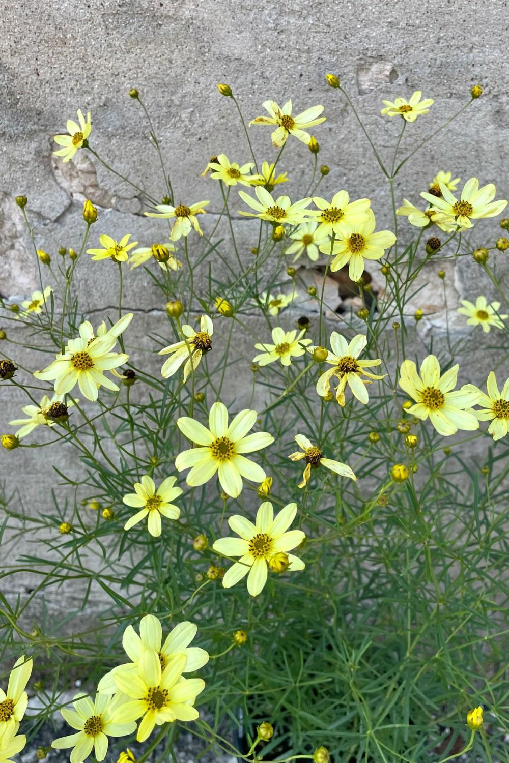 Outdoor Garden |   Coreopsis V. ‘Moonbeam’ #1 Garden Outdoor Garden