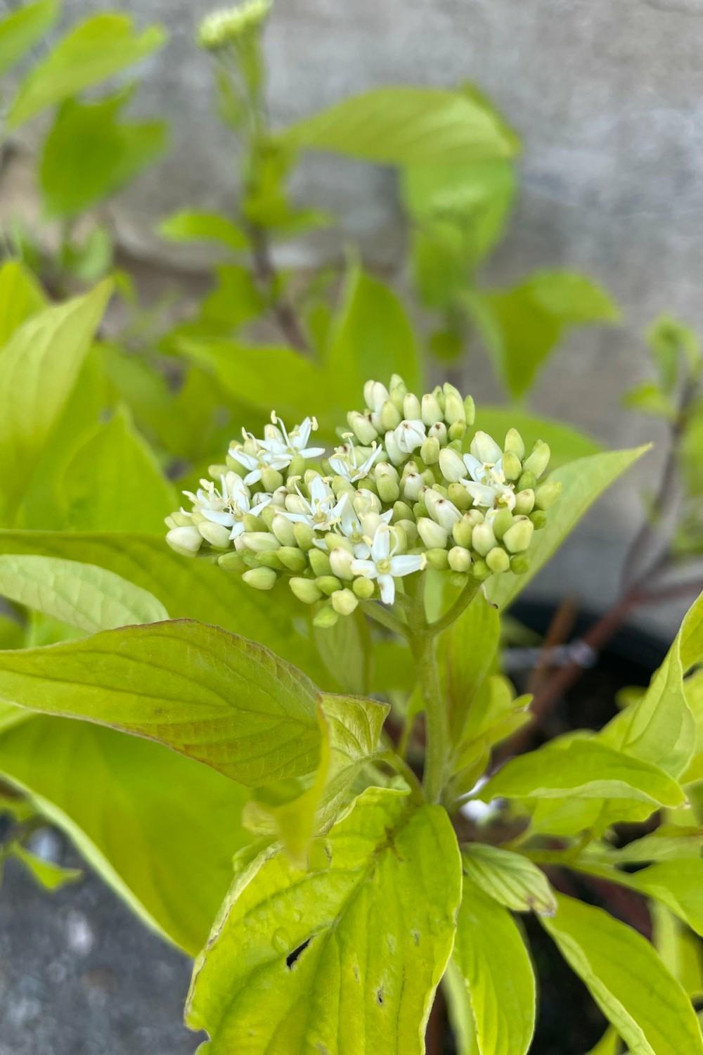 Outdoor Garden |   Cornus A. ‘Prairiefire’ #3 Garden Outdoor Garden