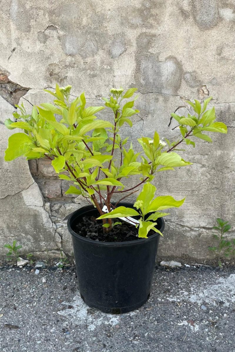 Outdoor Garden |   Cornus A. ‘Prairiefire’ #3 Garden Outdoor Garden